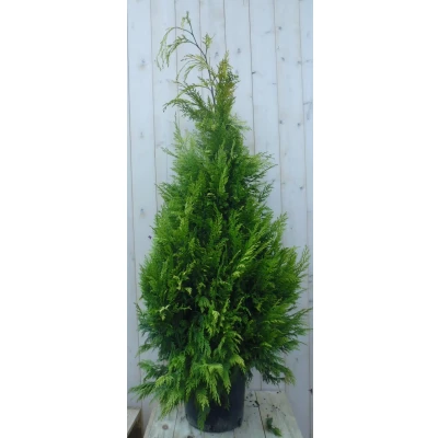 Afbeelding van Conifeer Stardust 150 cm