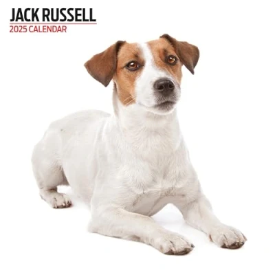 Afbeelding van Jack Russell Terrier Kalender 2025 Modern