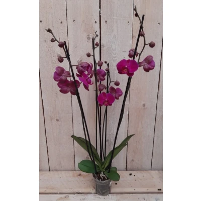 Afbeelding van Kamerplant Vlinderorchidee phalaenopsis roze 4 takken Warentuin Natuurlijk