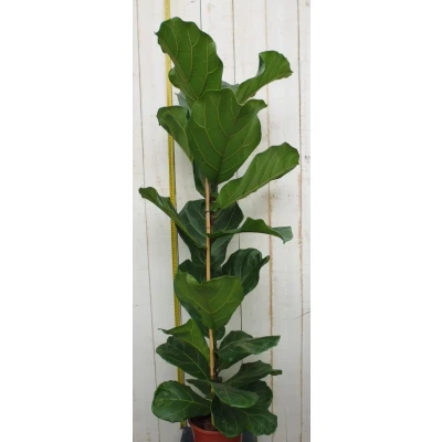 Afbeelding van Kamerplant Ficus lyrata 120 cm Warentuin Natuurlijk
