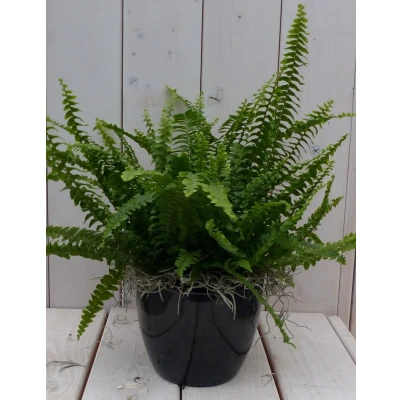 Afbeelding van Koningsvaren zwarte/antraciete pot 30 cm Warentuin Natuurlijk