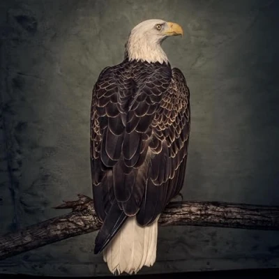 Afbeelding van Clutch Book of Bad Decisions (2 LPs)