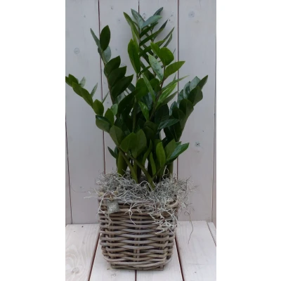 Afbeelding van Zamioculcas in mandje 55 cm Warentuin Natuurlijk