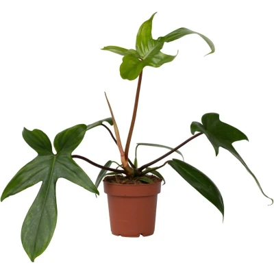 Afbeelding van Philodendron &#039;Florida Groen&#039; Pot 12cm Hoogte 20 30cm Florida Green P12