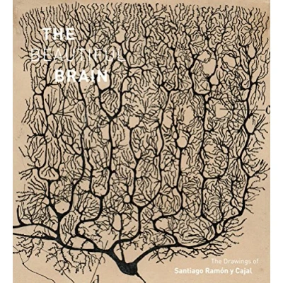 Afbeelding van The Beautiful Brain
