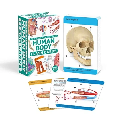 Afbeelding van DK Our World in Pictures Human Body Flash Cards