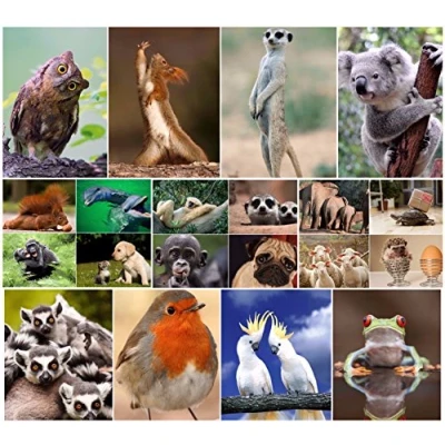 Afbeelding van grappige dieren IV: Set van 20 ansichtkaarten met en schattige (20 verschillende ansichtkaarten) voor verzamelaars postcrossing door EDITION COLIBRI