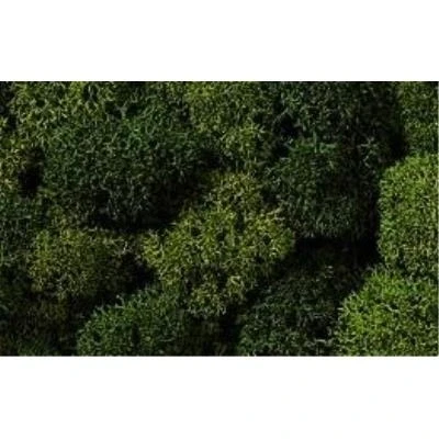 Image de Mousse, vert assorti