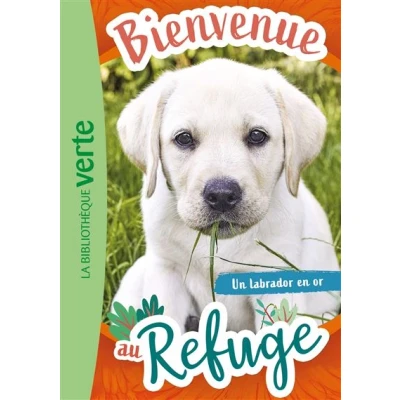 Image de Bienvenue au refuge 08 Un labrador en or