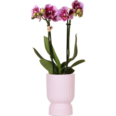 Afbeelding van Purple orchid El salvador + Diabolo pot pink Ø9cm