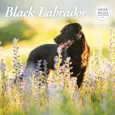 Afbeelding van Labrador Retriever Zwart Kalender 2025 Deluxe