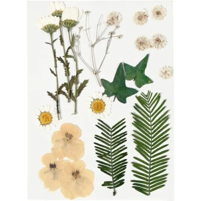 Afbeelding van Gedroogde bloemen en bladeren, 19 div, off white