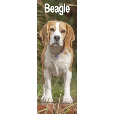 Afbeelding van Beagle Kalender 2025 Slimline