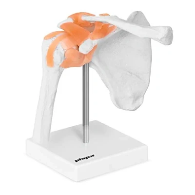 Afbeelding van Physa Anatomisch model schouder PHY SJ 1