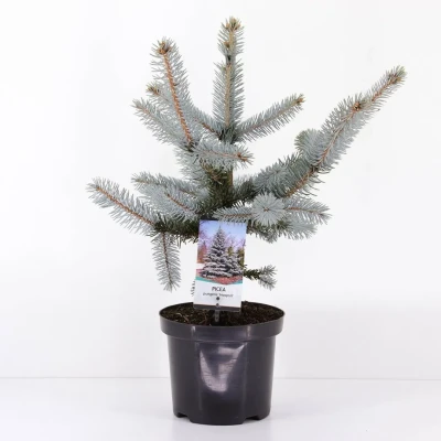 Afbeelding van Picea pungens hoopsii 30 40 cm Warentuin natuurlijk