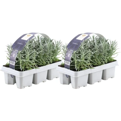 Afbeelding van Plants by Frank 12 Lavendelplanten x Ø7 cm ↕15 Lavendelplant winterhard Planten