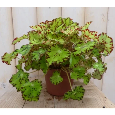 Afbeelding van 2 stuks! Kamerplant Bladbegonia lichtgroen Warentuin Natuurlijk