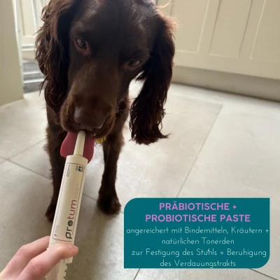Afbeelding van Zanipro Probiotische en prebiotische pasta voor honden katten tegen diarree, 3 miljard levende probiotica, darmkuur, darmreiniging versteviging van de ontlasting (60ml) rundvlees