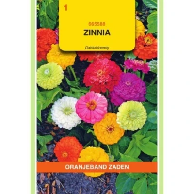 Afbeelding van Zinnia dahliabloemig gemengd