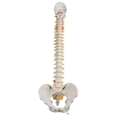 Afbeelding van 3B Scientific A58/1 Klassieke Flexibele Wervelkolom + gratis anatomie software Smart Anatomy
