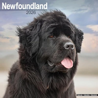 Afbeelding van Newfoundlands Kalender 2025 2026