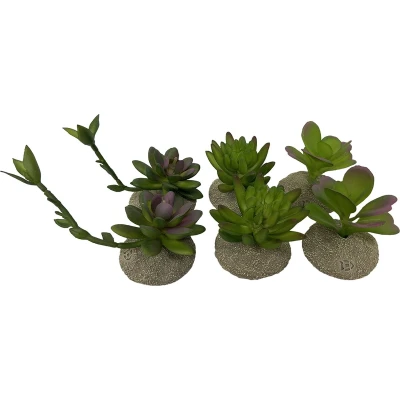 Afbeelding van Terra Della Aquariumdecoratie Reptielen Succulenten 8x5,8x10,5cm Gemengde Kleuren 1st