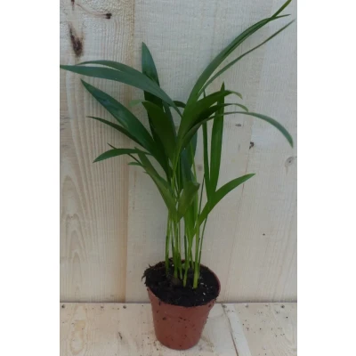 Afbeelding van Arecapalm Goudpalm Klein Warentuin Natuurlijk