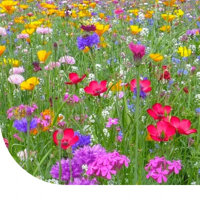 Afbeelding van Bloemenweide Met Graszaad 250 Gram ±75m² MRS Seeds &amp; Mixtures