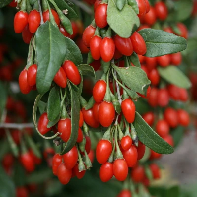 Afbeelding van Klimplant Lycium barbarum &#039;Instant Succes&#039; (Goji bes)