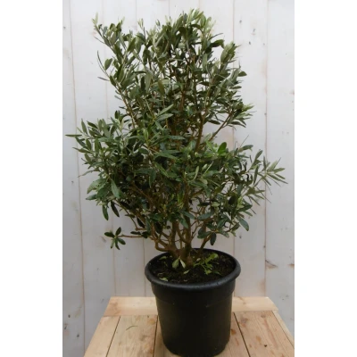 Afbeelding van Olijfboom Olea Struik Europaea stamhoogte 50 cm en hoogte 90 Warentuin Natuurlijk