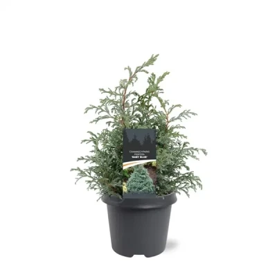 Afbeelding van Chamaecyparis pis. Baby Blue 30 40 cm Conifeer Warentuin natuurlijk