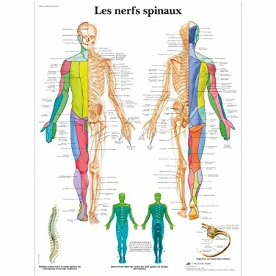 Afbeelding van 3B Scientific VR2621L anatomisch bord, spinale zenuwen