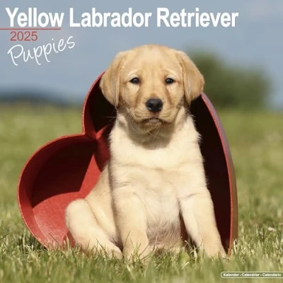 Afbeelding van Labrador Retriever Blond Puppies Kalender 2025