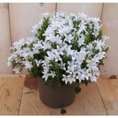 Afbeelding van 2 stuks! Campanula trompet bloem wit Warentuin natuurlijk