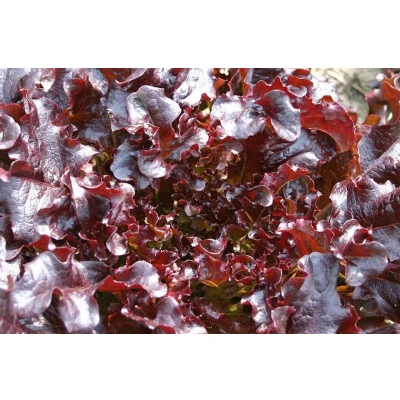 Afbeelding van Rode Eikenbladsla &#039;Red Salad Bowl&#039; Lactuca sativa Bio groentezaden