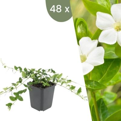 Afbeelding van Plants by Frank 48 Witte Maagdenpalm planten Vinca minor &#039;Alba&#039; Winterharde bodembedekker tuinplanten vaste meerjarig