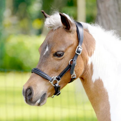Image de HB Licol Showtime Little Sizes Cuir Noir A Poney