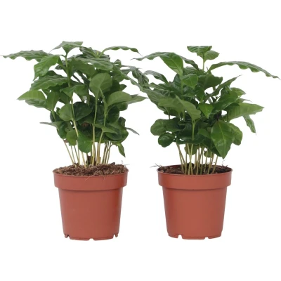 Afbeelding van Coffea arabica Koffieplant Set van 2 Pot 12cm Hoogte 25 40cm P12 x2