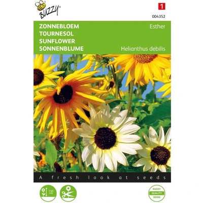 Afbeelding van Buzzy Helianthus, Zonnebloem gemengd