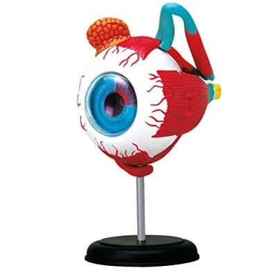 Image de MGM Explora anatomie de l&#039;oeil Expérience