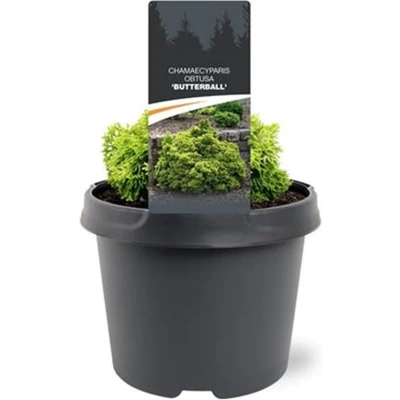 Afbeelding van Chamaecyparis obtusa Butterball 15 20 cm Conifeer Warentuin natuurlijk