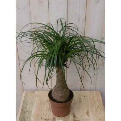 Afbeelding van Kamerplant Olifantspoot 60 cm Warentuin Natuurlijk