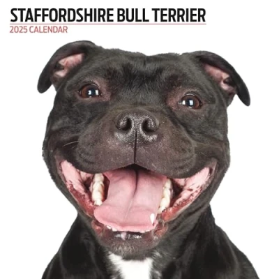 Afbeelding van Staffordshire Bull Terrier Kalender 2025 Modern