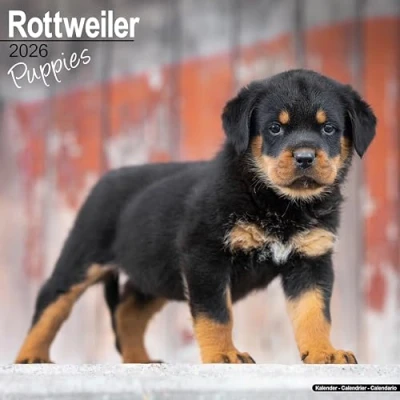 Afbeelding van Rottweiler Puppies Kalender 2026