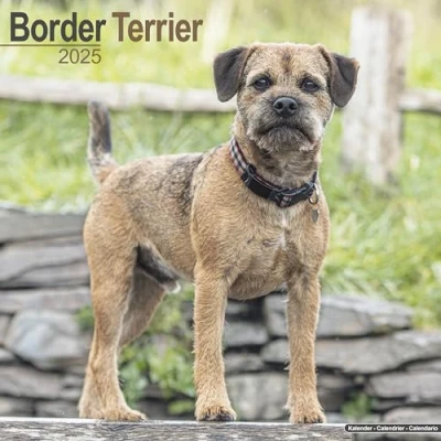 Afbeelding van Border Terrier Kalender 2025