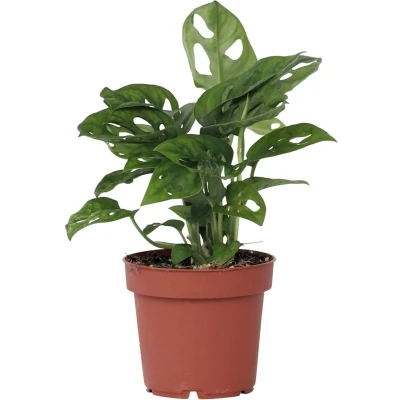Afbeelding van Monstera Monkey Mask Rimpelgatenplant kamerplant Pot 12cm Hoogte 25 30cm