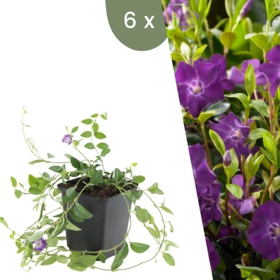 Afbeelding van Plants by Frank 6 Paarse Maagdenpalm planten Vinca minor &#039;Atropurpurea&#039; Winterharde bodembedekker tuinplanten vaste meerjarig