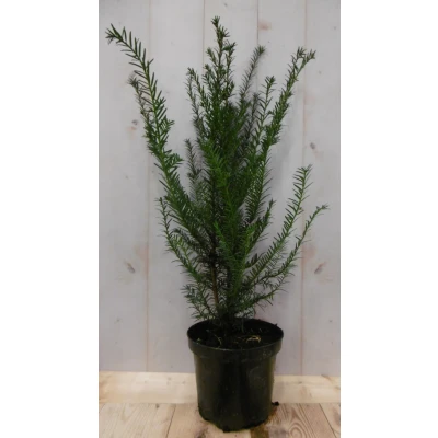 Afbeelding van Taxus 70 cm Warentuin Natuurlijk