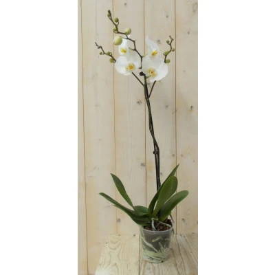Afbeelding van Vlinderorchidee Luxe Tak wit 80 cm Warentuin Natuurlijk