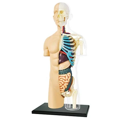 Afbeelding van MGM Explora Borstanatomie Anatomie experiment